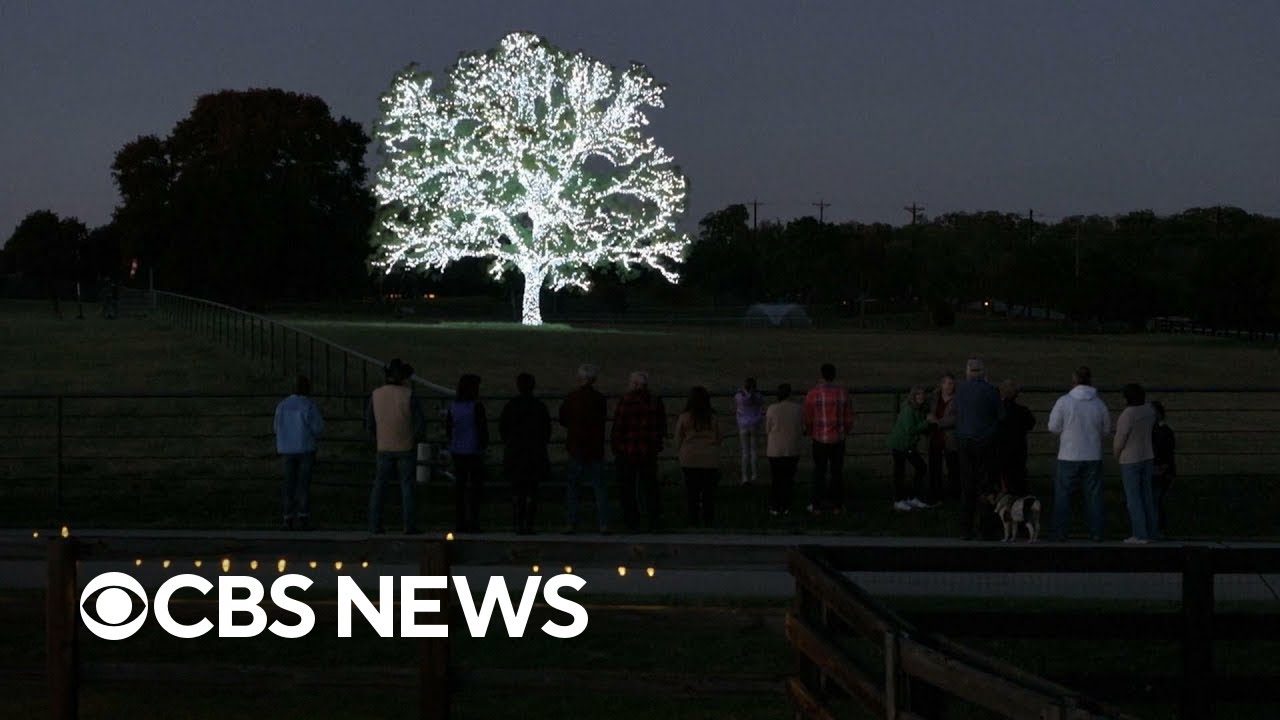 Pecan tree decorated for Christmas draws visitors from hundreds of miles away