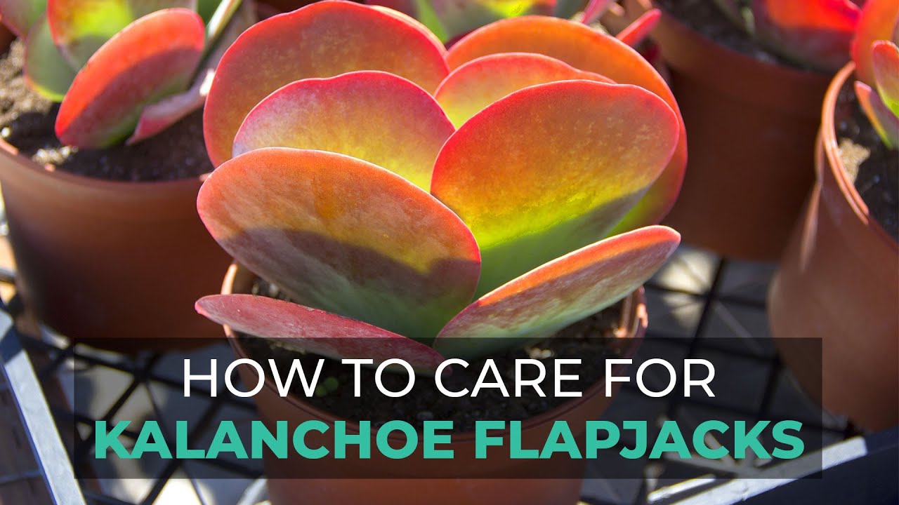 BEST TIPS | HOW TO GROW AND CARE FOR KALANCHOE FLAPJACKS | PADDLE PLANT