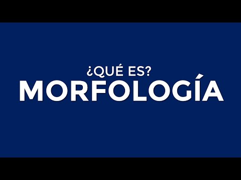 ¿Qué es la MORFOLOGÍA?