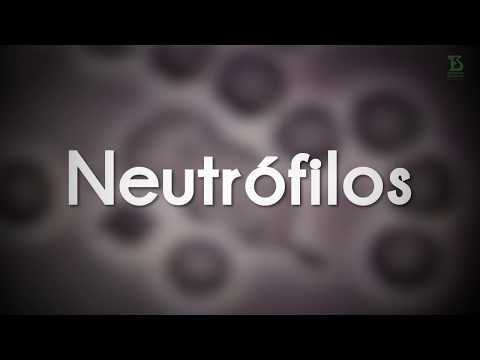 Neutrófilos