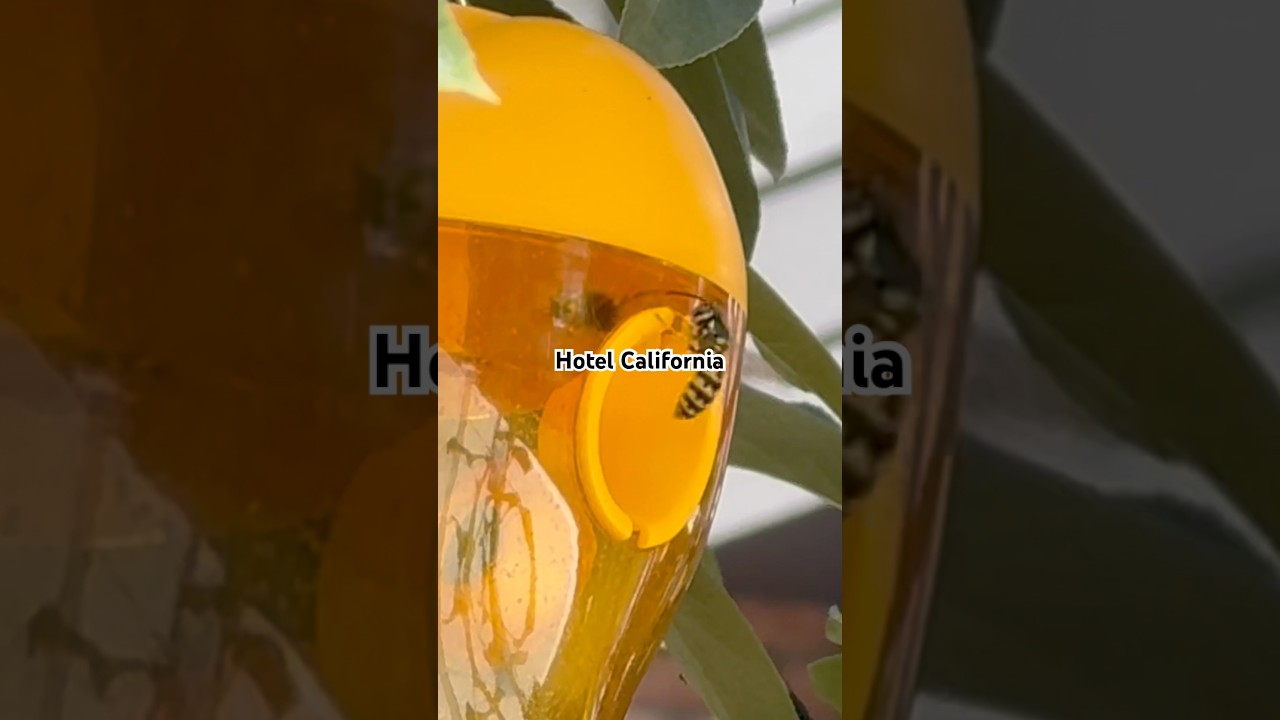 Are SOLAR Wasp Traps Legit? 🤔