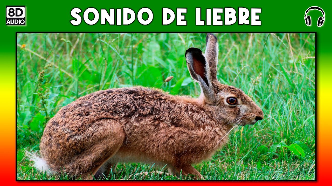 SONIDO DE LIEBRE 🐇