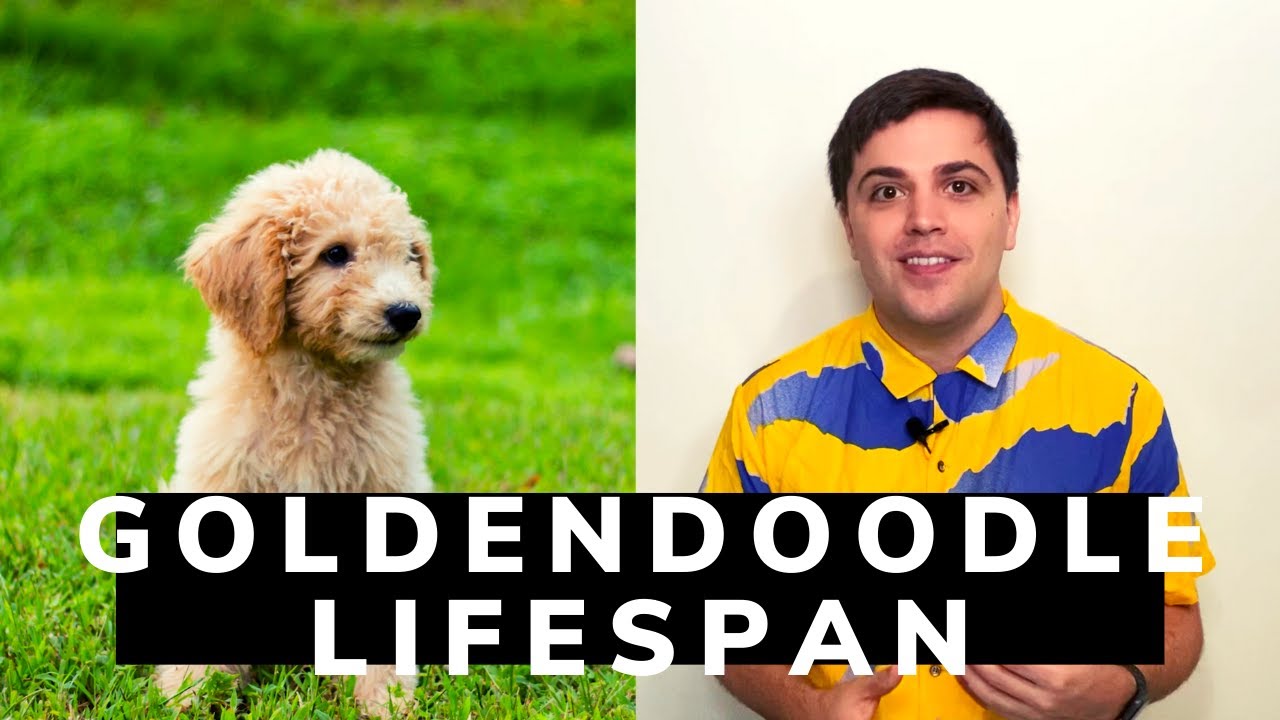 How Long do Goldendoodles Live? Goldendoodle Lifespan