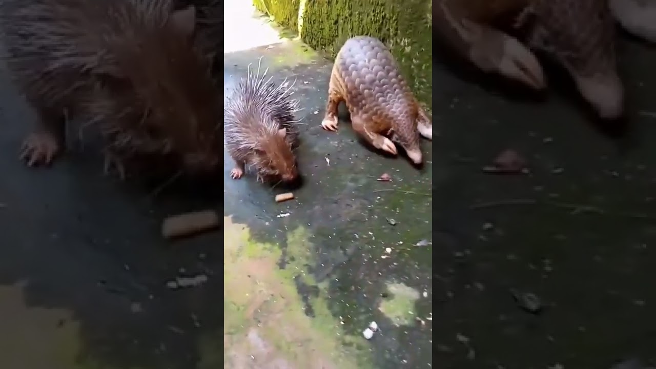 Pangolin and puerco-espín
