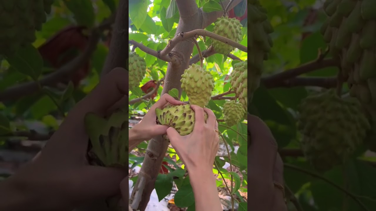 Chirimoya, native to South America, today the most important cultivation and trade is in Spain#fruit