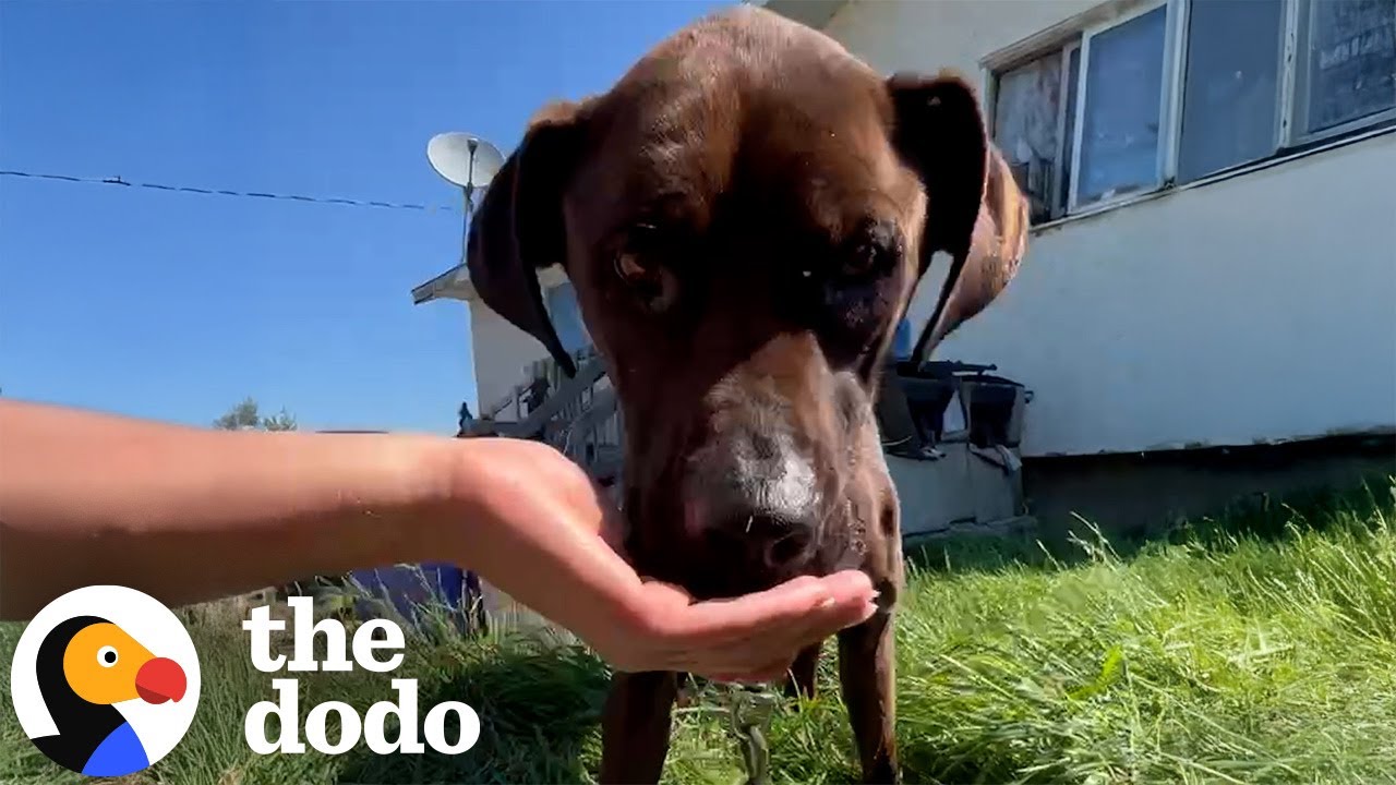 Watch This Skinny And Hungry "Guard Dog" Get A Brand New Life | The Dodo