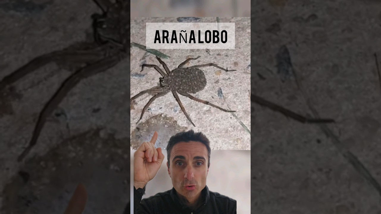 Nunca mates una Araña Lobo. #curiosidades #supervivencia #emergencia