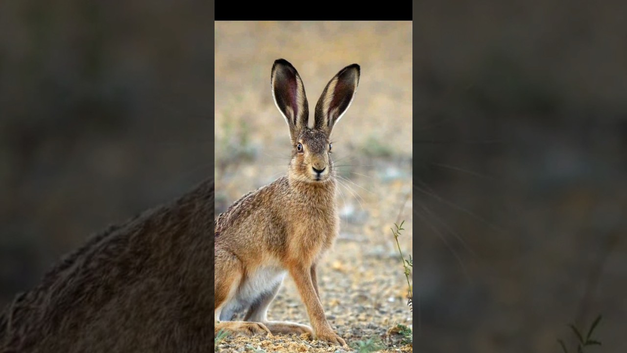 Diferencias entre CONEJOS y LIEBRES🥕🐰