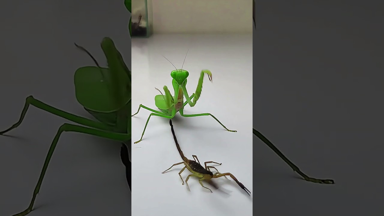 Praying Mantis vs Scorpion #insects #mantis #scorpion #animals