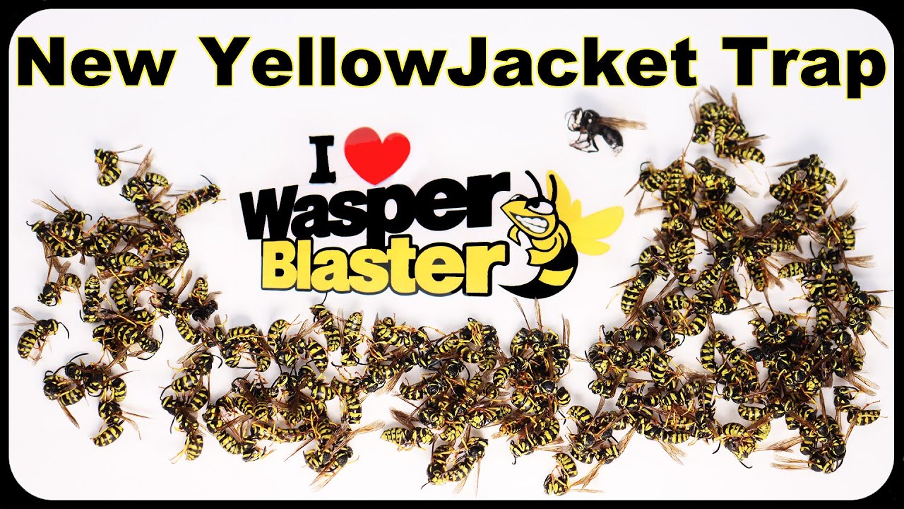The Amazingly Fast Wasper Blaster Yellow Jacket Trap. How To Quickly Catch Hornets. Mousetrap Monday