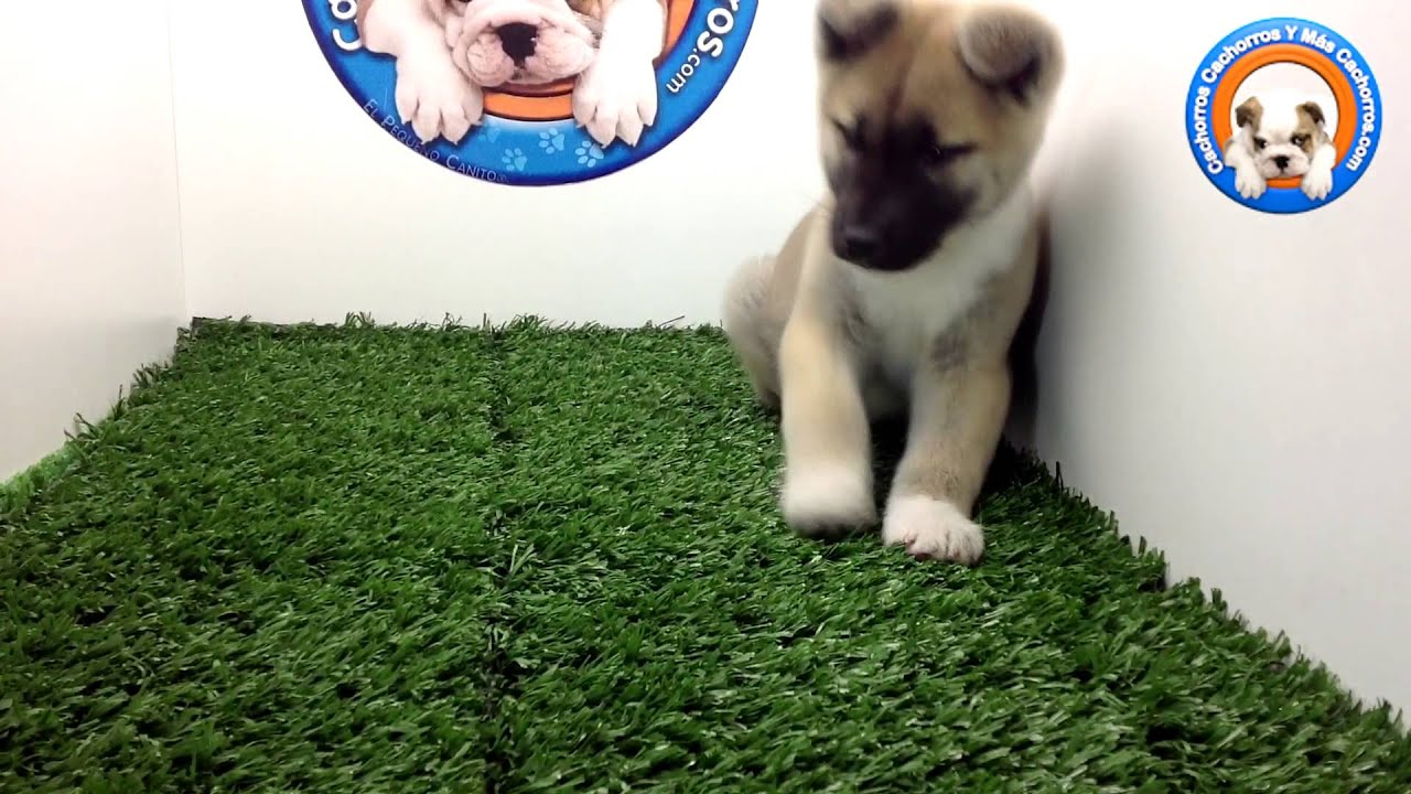 Venta de Perros Akita Americano en Cachorros Y Mas Cachorros