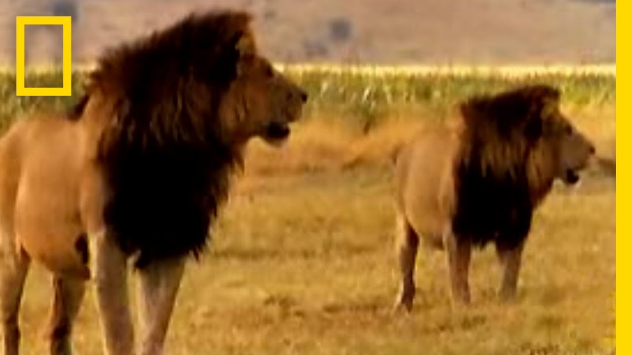 Barbed Cat Penis | National Geographic