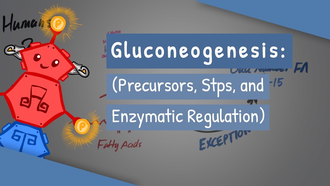 Gluconeogenesis