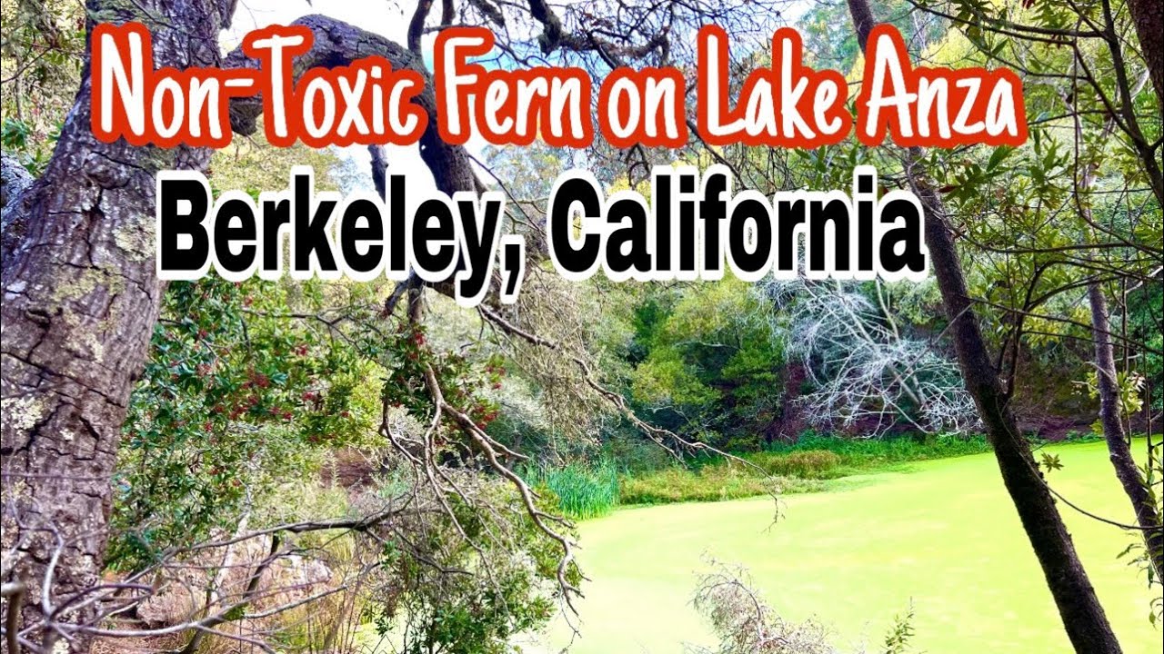 Lake Anza at Tilden Regional Park|Berkeley, California
