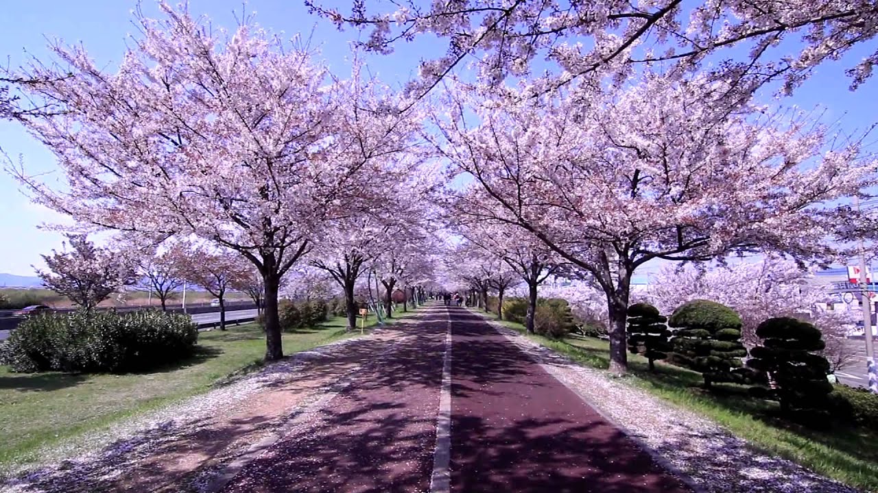 Un minuto paseando bajo las flores de cerezo en Corea