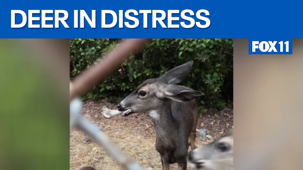Deer spotted near Hollywood Reservoir has large bone stuck in its mouth