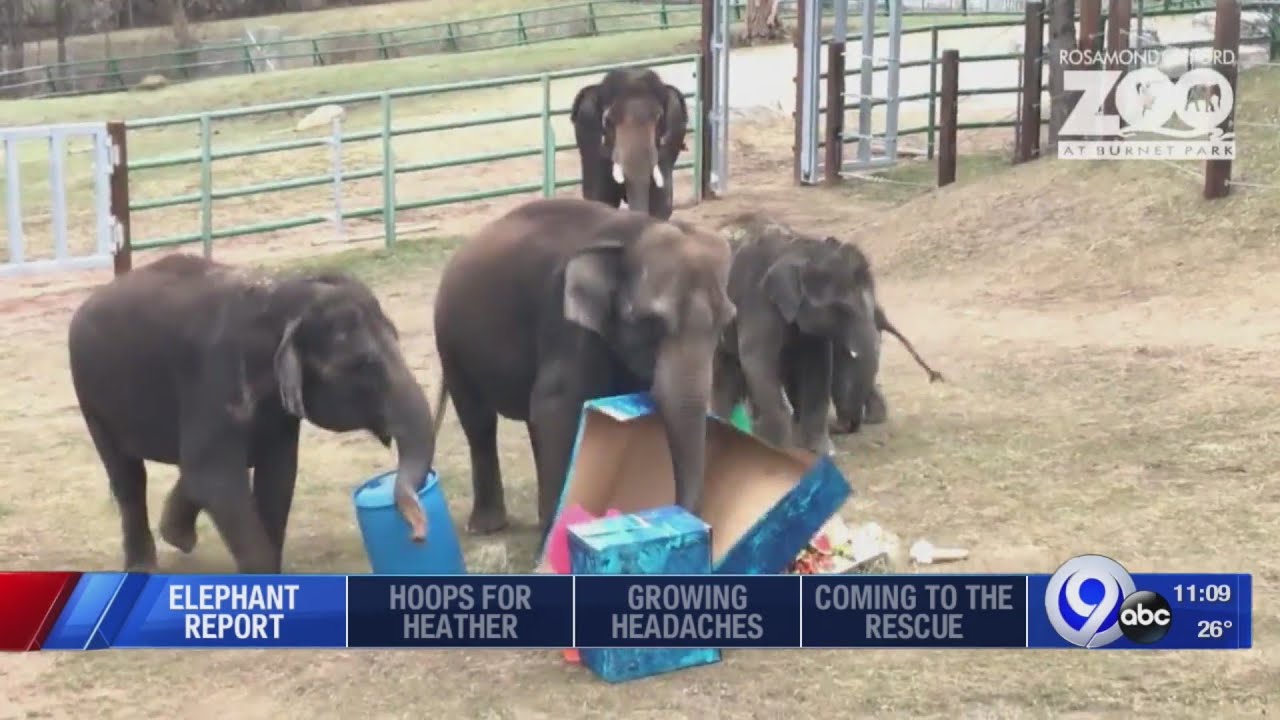 Rosamond Gifford Zoo ranked on list of 10 worst zoos for elephants