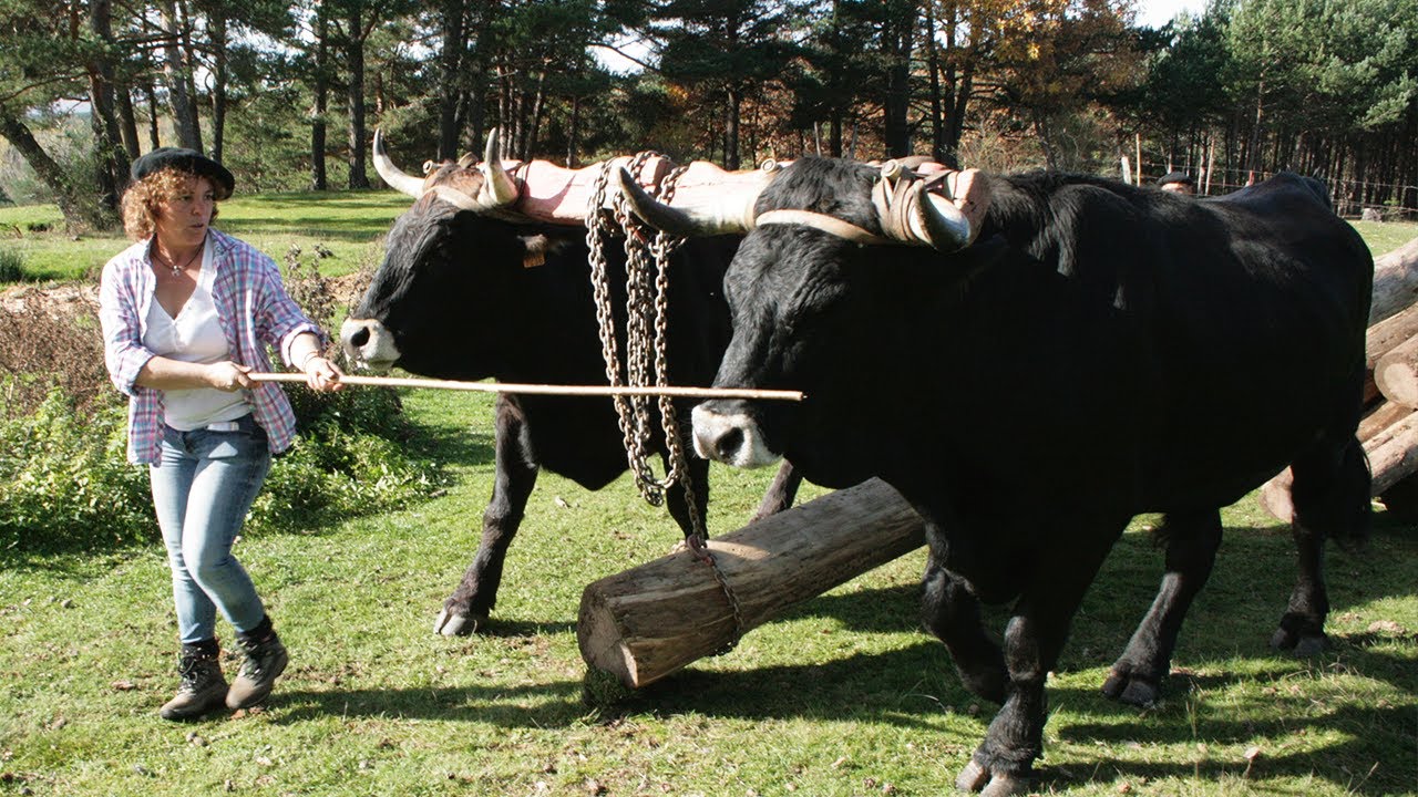 Los trabajos de BUEYES Y VACAS de raza Serrana Negra en el arrastre de la madera | Documental