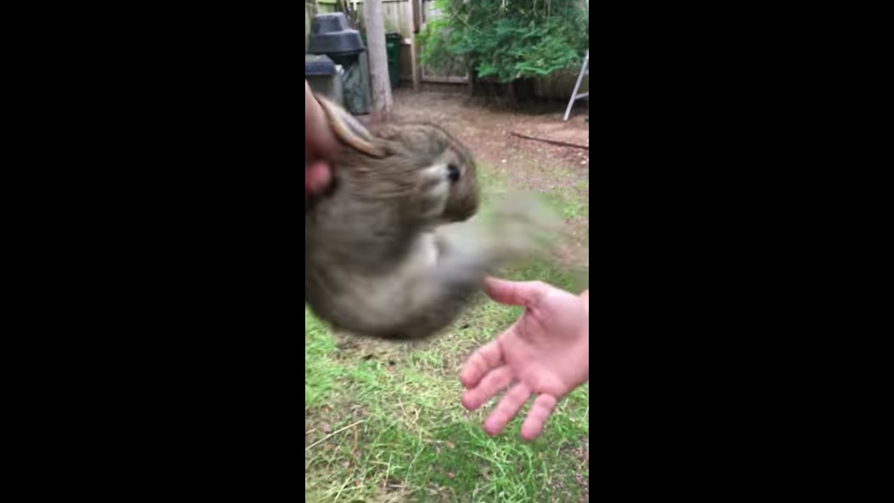 Screaming wild Baby rabbit flys