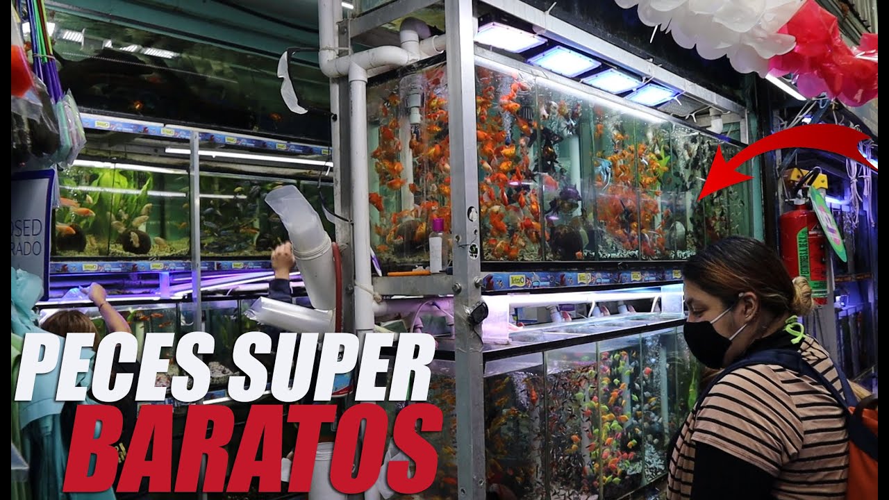 Mercado de Peces Mixihuca 🌱🐠