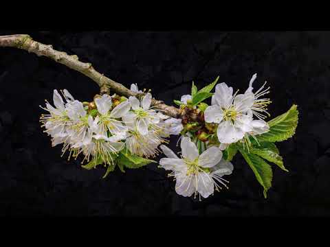 La Flor de Cerezo representa la inocencia, simplicidad y la primavera.