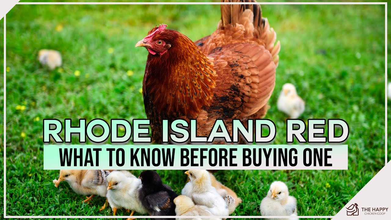 Rhode Island Red What to Know Before Buying One
