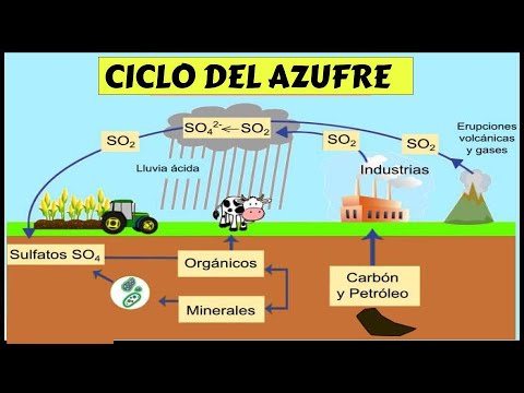CICLO DEL AZUFRE Y SUS ETAPAS / FÁCIL Y RÁPIDO # ECOLOGÍA