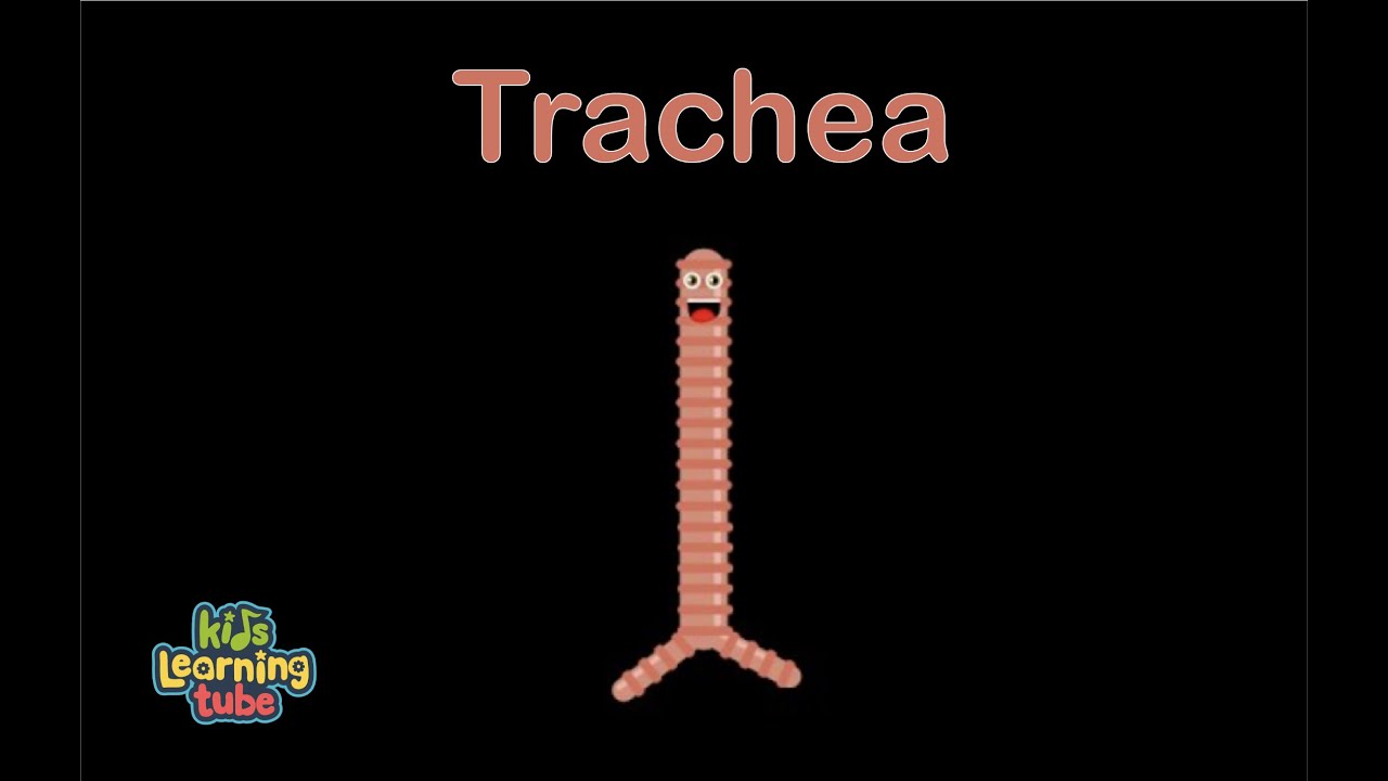 Human Body /Trachea Song /Human Body Systems