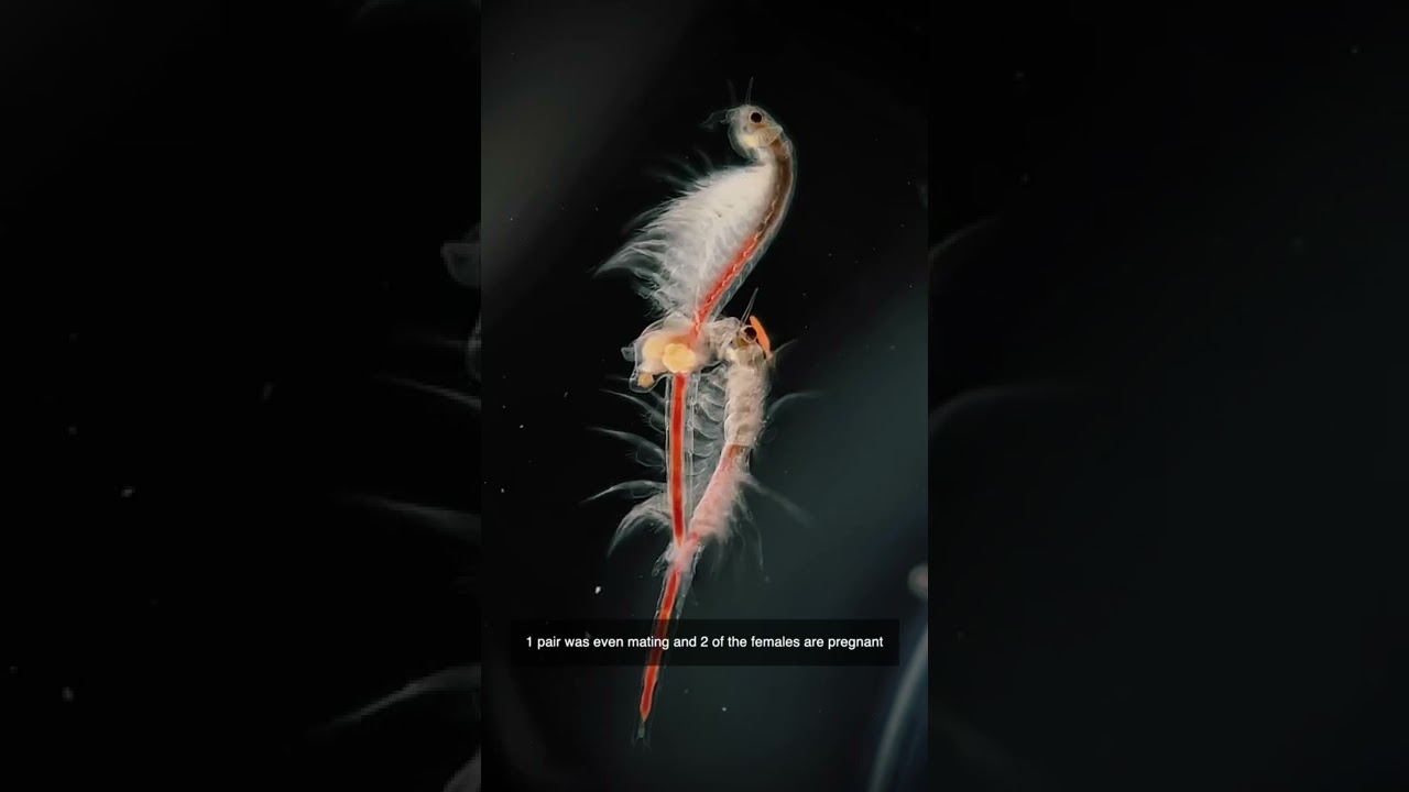 Part 5: AliExpress Sea Dragons