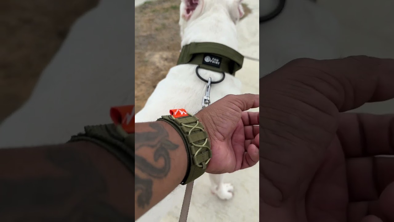 thepawpoint.com #Dogo #dogoargentino #dogs #shop #pet #pets #doglover #pawpoint #dogtreats