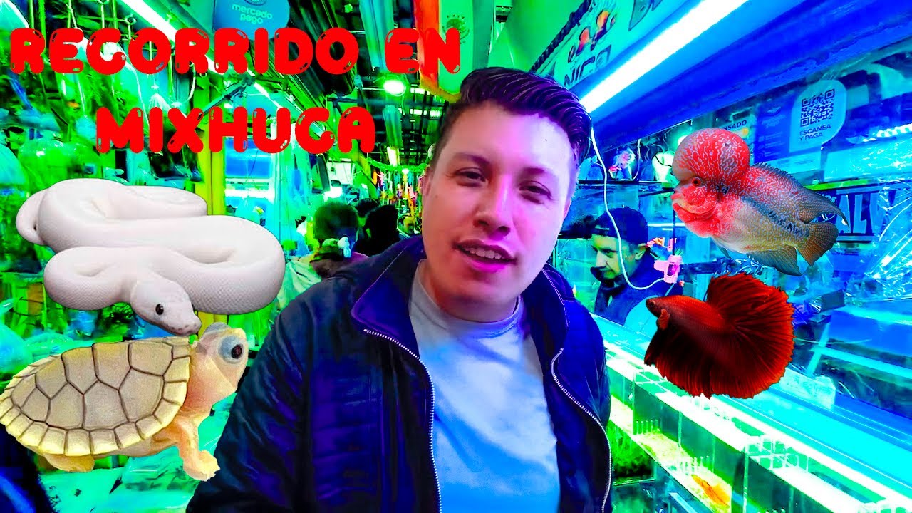 🤑🤑Mercado de los peces Mixhuca con todo y precios🤑 🤑Mario Blogs