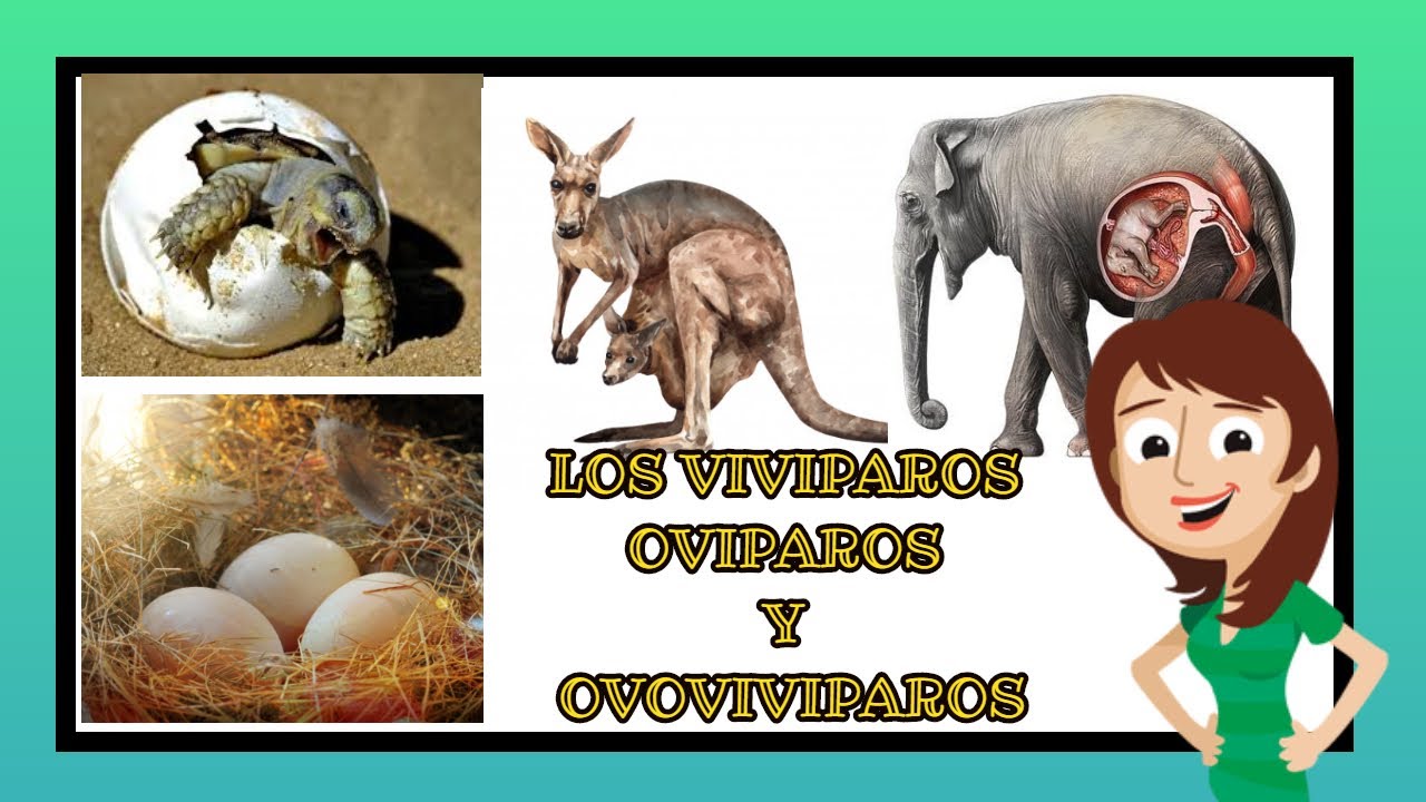 vivíparos ,ovíparos y ovoviviparos /video educativos para niños
