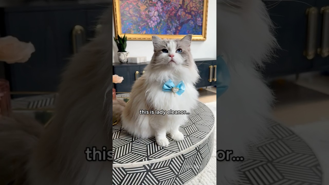 A princess cat AND… | Part 5 #sirgeorge #ragdoll #funnycat