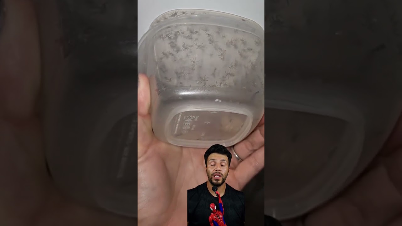 araña lobo