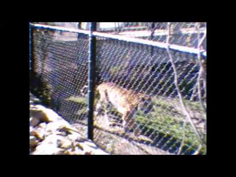 Tiger - Como Zoo - Mattel Vidster