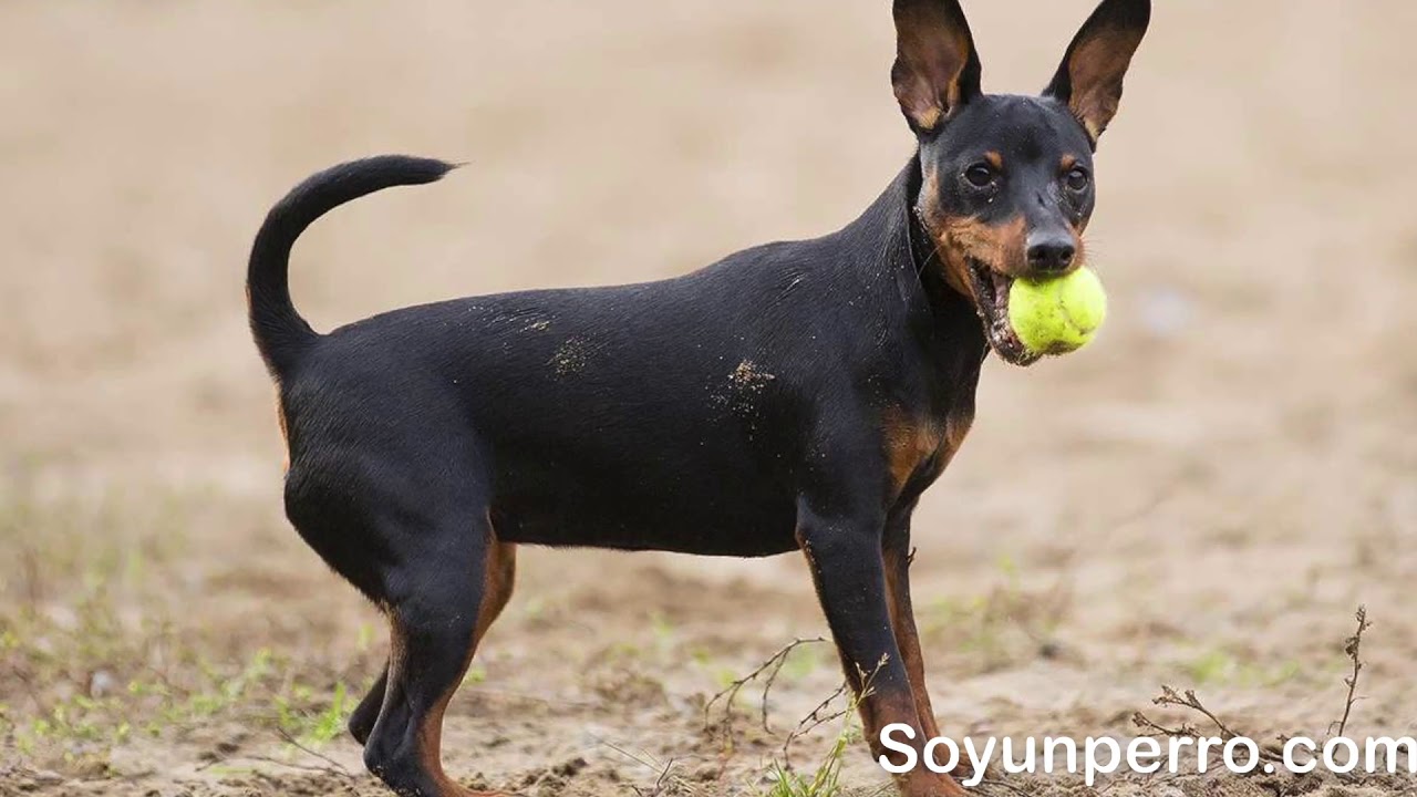 Dóberman Pinscher Miniatura - TODO sobre la raza