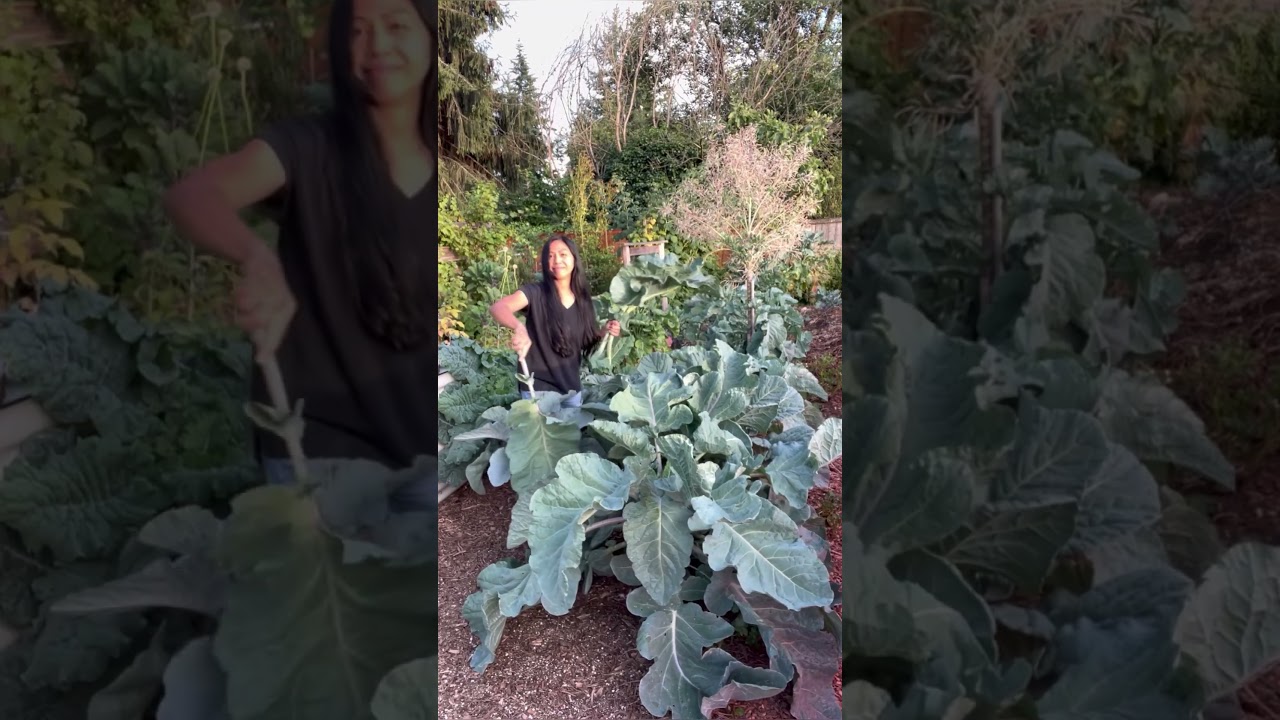 Thousandhead Kale #shorts
