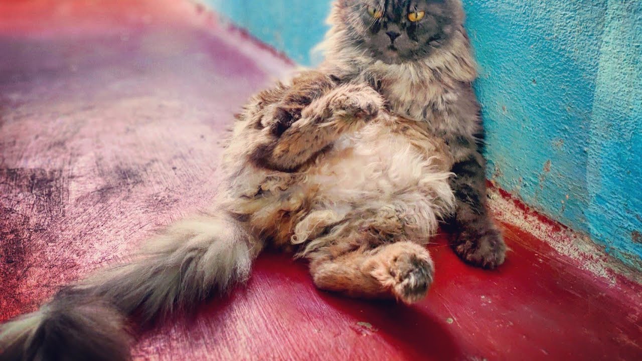 cat - male genital tract
