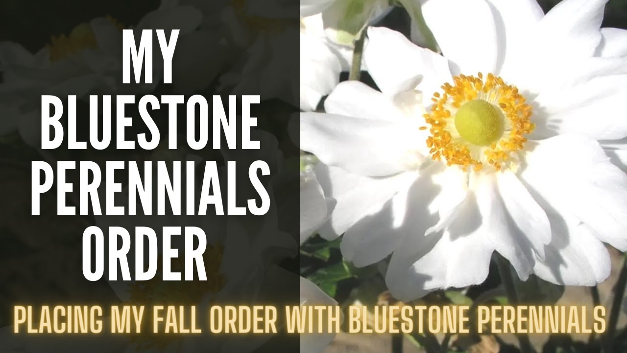 Ordering From BLUESTONE PERENNIALS 🌿🌿🌿 || Fall Perennials || Blooming Perennials
