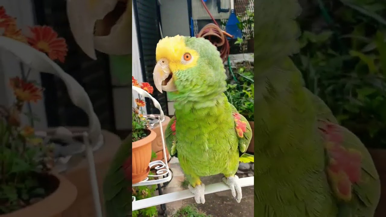 Oye Hazme Caso, Loros Hablando, Loro que habla #Shorts #parrot #birds #humor #aves #animales #amor
