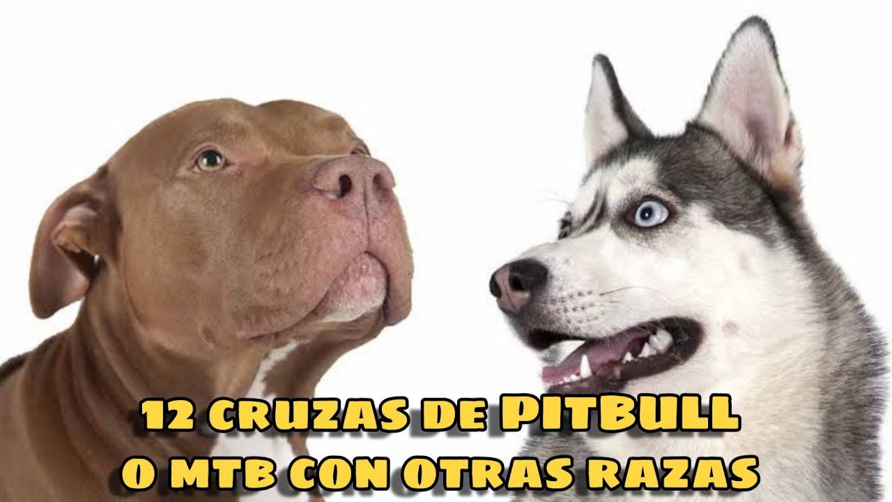 12 cruzas de pitbull con otras razas. (ve el final)
