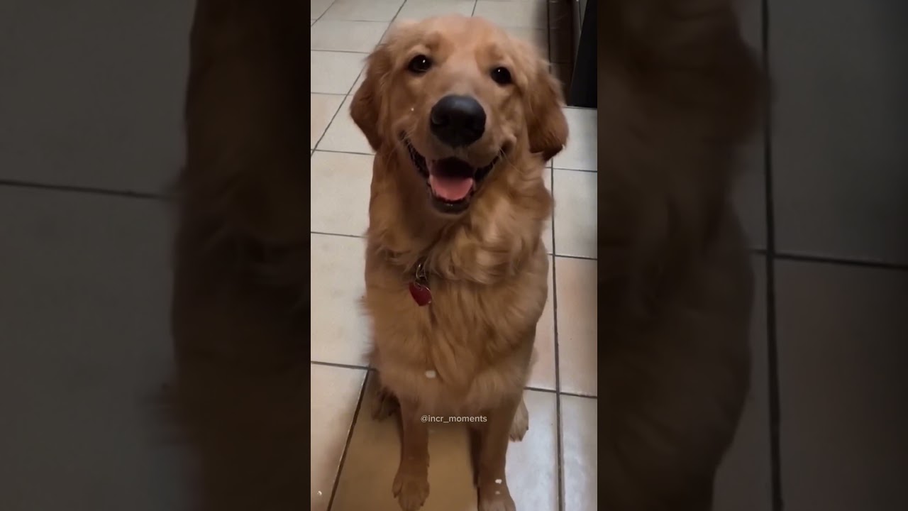The end 😂 #funnydogs #dog