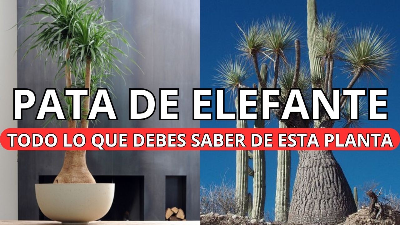 La Fascinante PLANTA PATA DE ELEFANTE: Una Planta En PELIGRO DE EXTINCIÓN 🌳