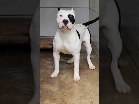 Cruza de dogo argentino y pitbull #viral #parati #fyp