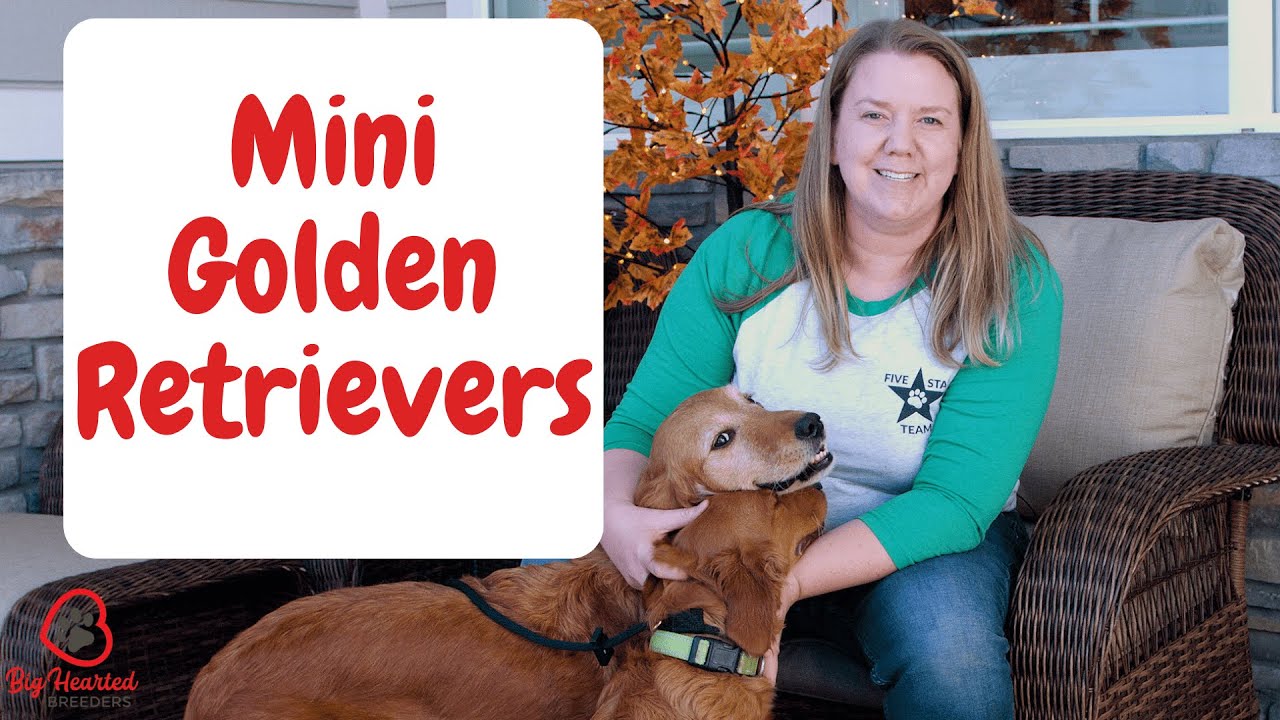 Mini Golden Retriever vs Golden Retriever | Dog Breeds | Big Hearted Breeders