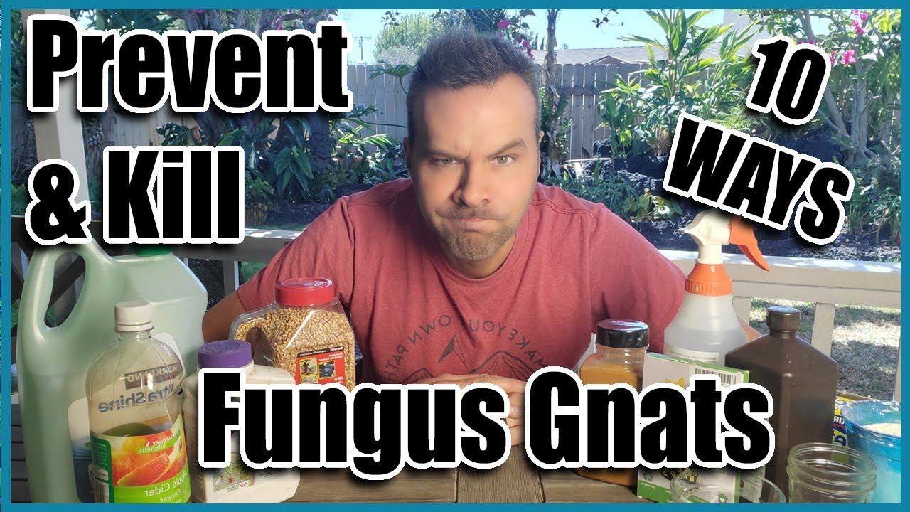 10 Ways Prevent & Kill Fungus Gnats in Seedlings and Houseplants