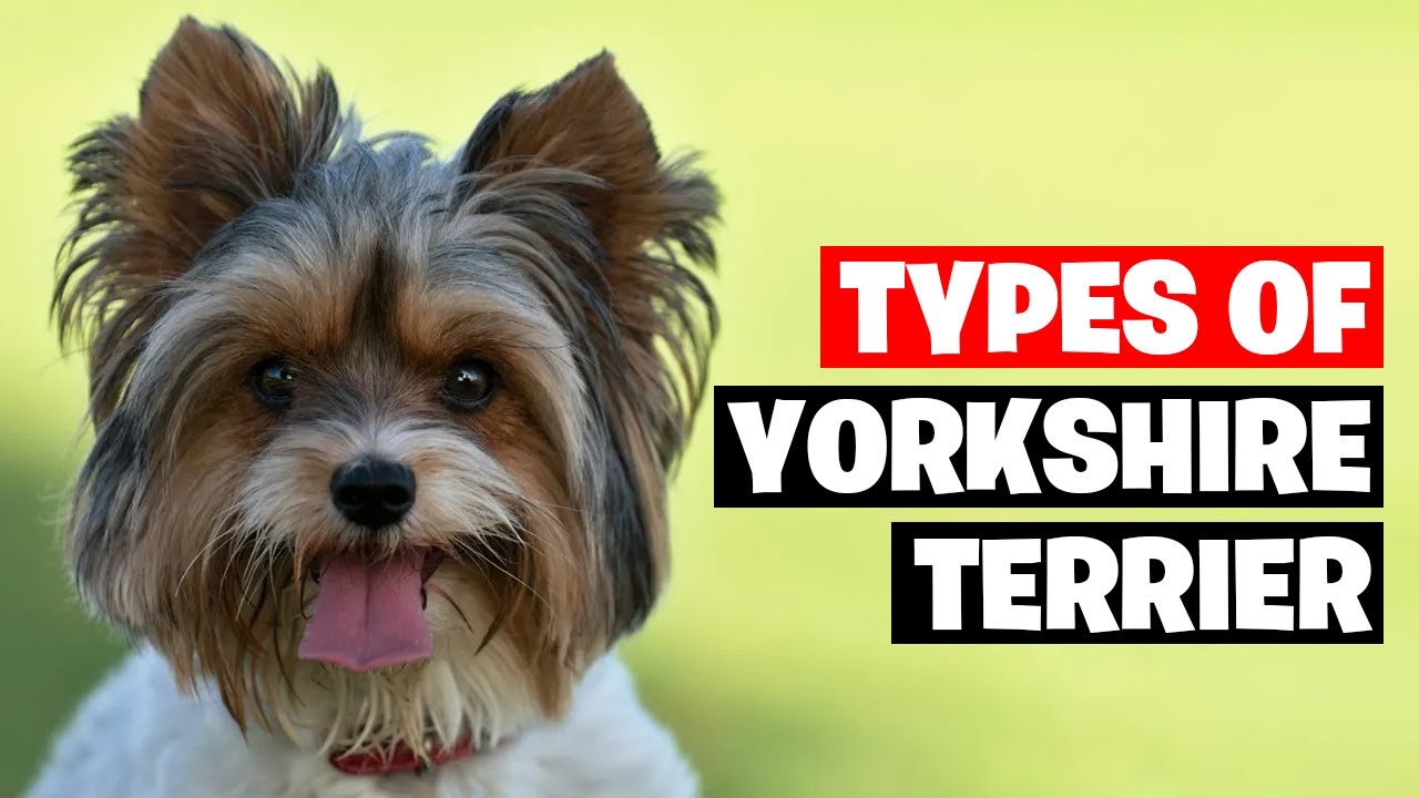The 7 Types of Yorkshire Terrier Breeds