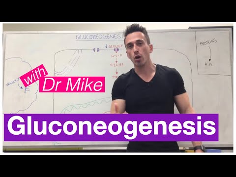 Gluconeogenesis