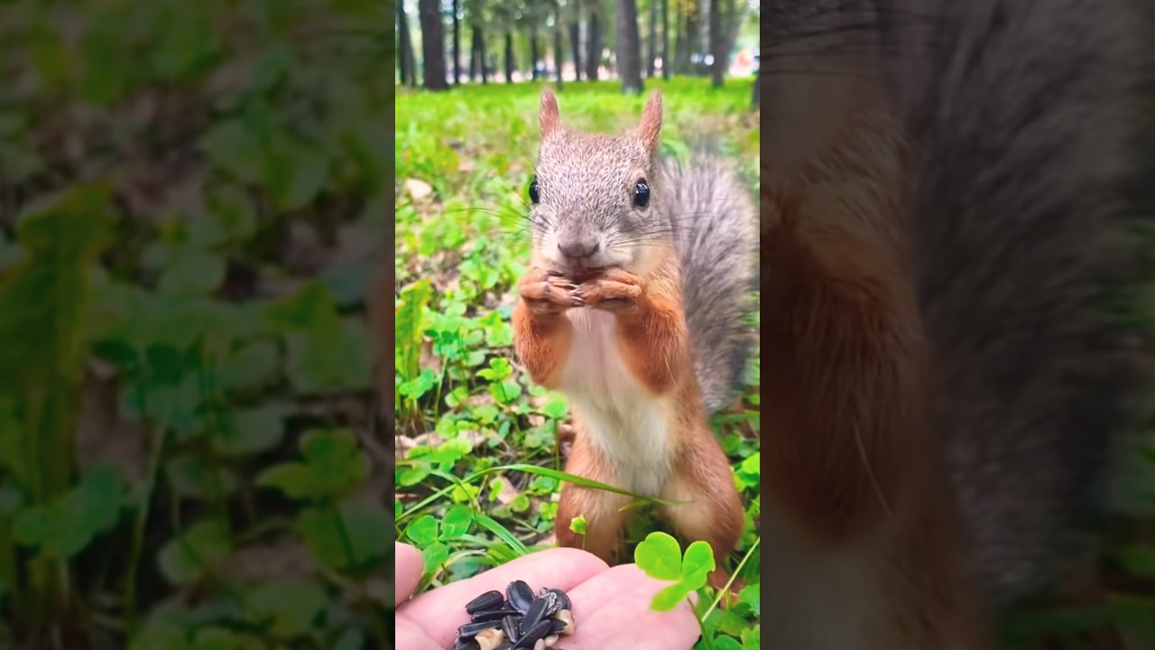 Ardilla🐿️ #ardilla #squirrel #eichh #squirrels #nature #wildlife #ardillas #animals #short #rodents
