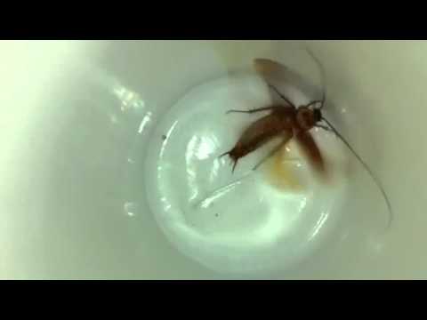 Flying Roach